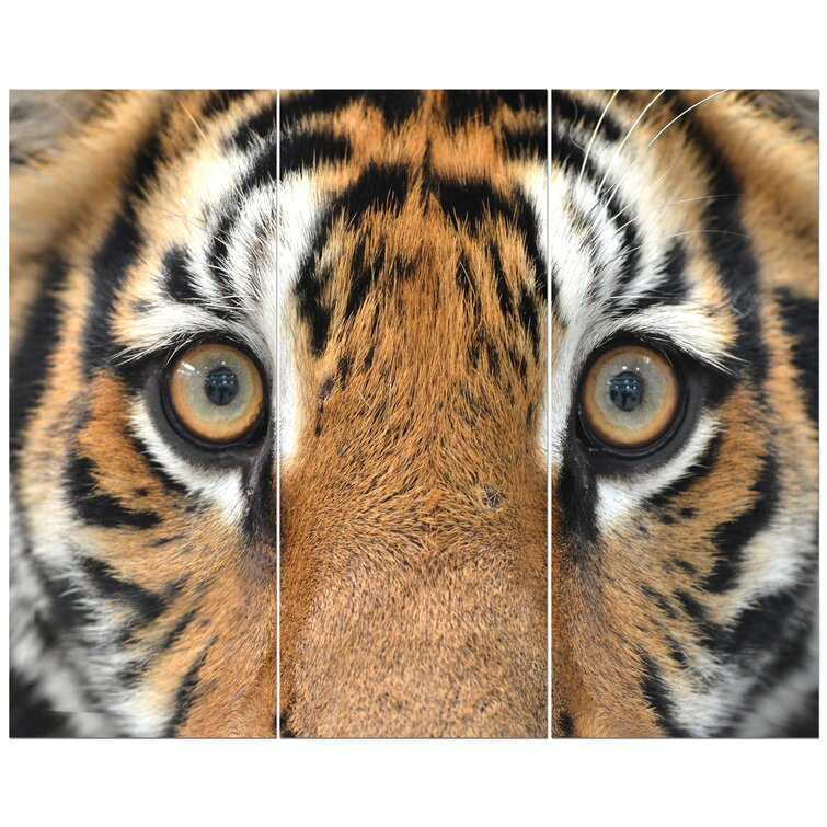 Bengal on sale tiger eyes